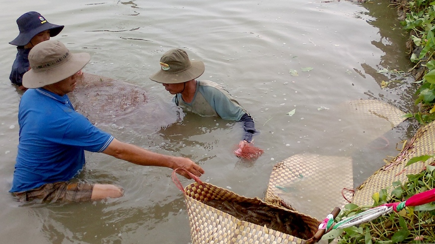 Nắng nóng kéo dài, gây thiệt hại hàng triệu con tôm giống